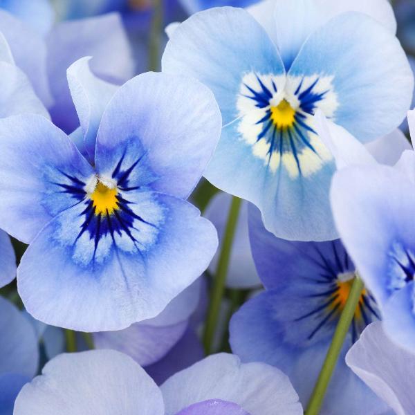 AcquaGarden Outdoor Plants Viola 'Delf Blue'