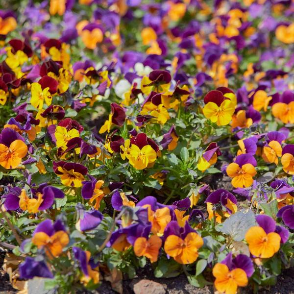 AcquaGarden Outdoor Plants Viola 'Mixed'