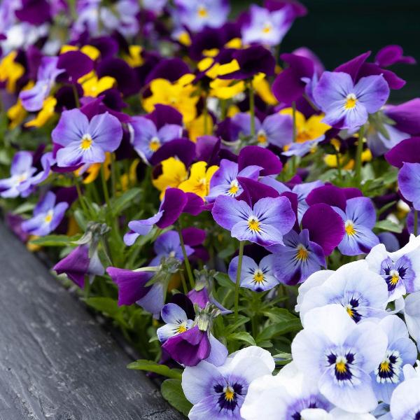AcquaGarden Outdoor Plants Viola 'Mixed'