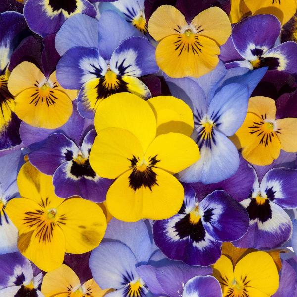 AcquaGarden Outdoor Plants Viola 'Mixed'