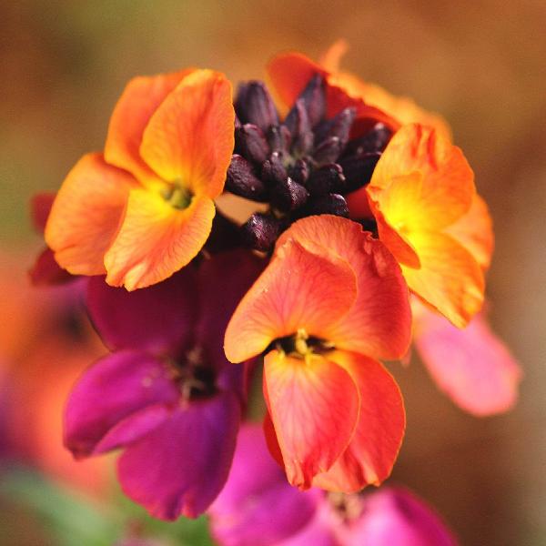 AcquaGarden Outdoor Plants Wallflower 'Tom Thumb'