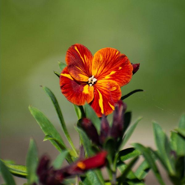 AcquaGarden Outdoor Plants Wallflower 'Tom Thumb'