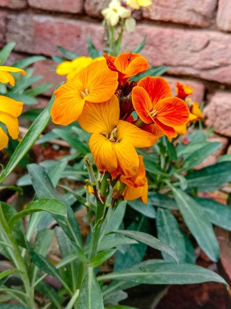 AcquaGarden Outdoor Plants Wallflower 'Tom Thumb'