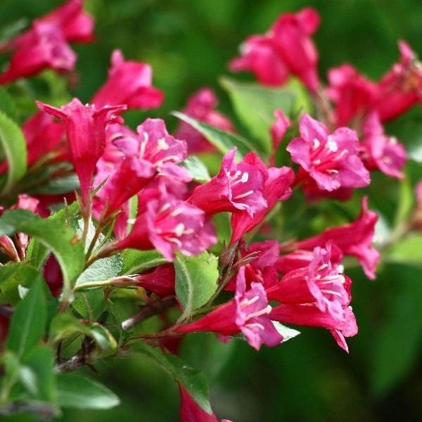 AcquaGarden Outdoor Plants Weigela 'Bristol Ruby'