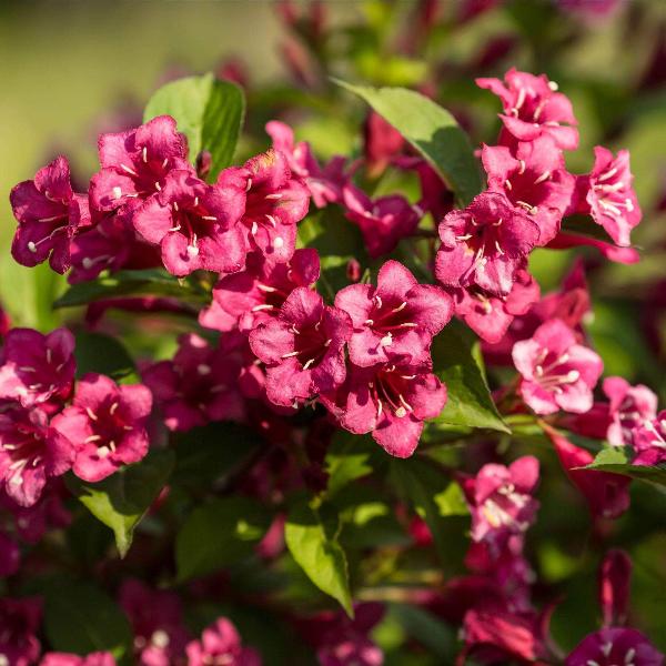 AcquaGarden Outdoor Plants Weigela 'Bristol Ruby'