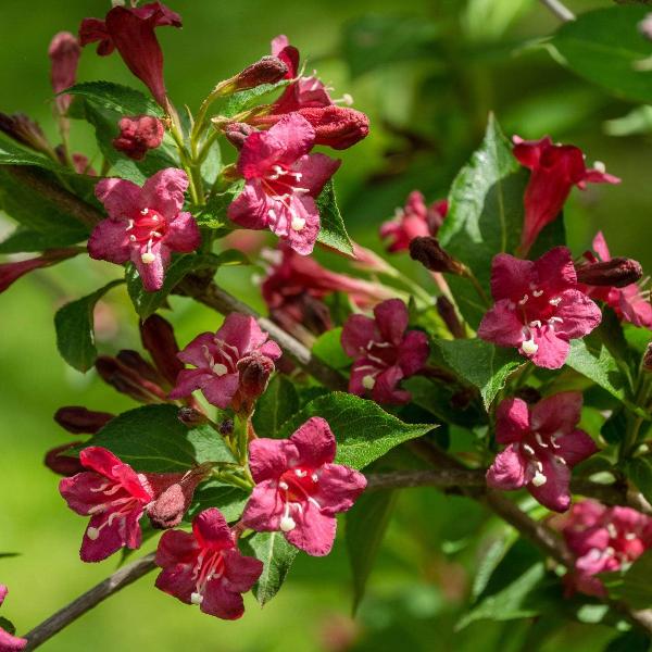 AcquaGarden Outdoor Plants Weigela 'Bristol Ruby'