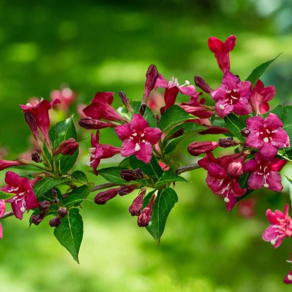 AcquaGarden Outdoor Plants Weigela 'Bristol Ruby'