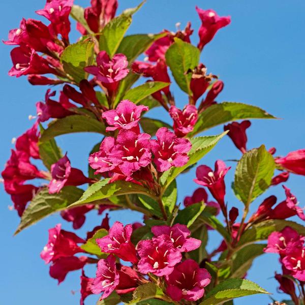 AcquaGarden Outdoor Plants Weigela 'Bristol Ruby'