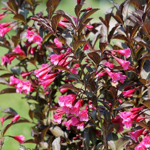 AcquaGarden Outdoor Plants Weigela Florida 'Moulin Rouge'