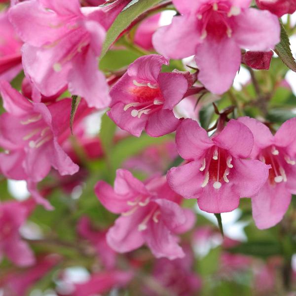 AcquaGarden Outdoor Plants Weigela 'Florida Purpurea'