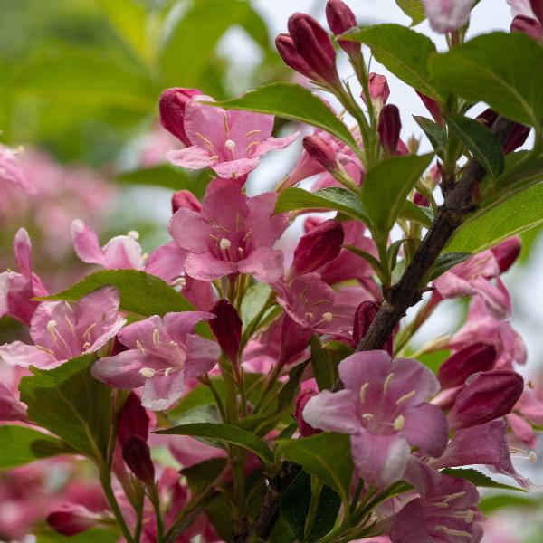 AcquaGarden Outdoor Plants Weigela 'Florida Tango' 