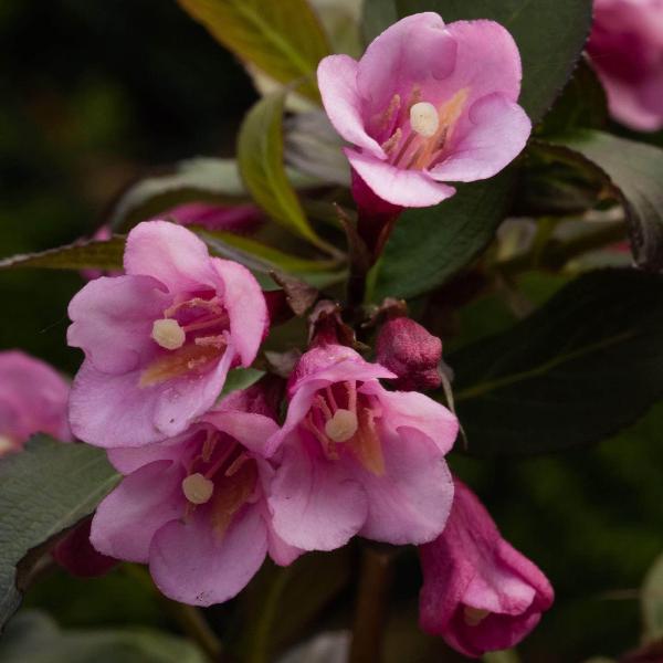 AcquaGarden Outdoor Plants Weigela 'Florida Tango' 