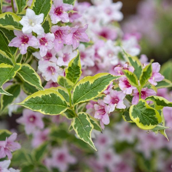 AcquaGarden Outdoor Plants Weigela 'Nana Variegata'