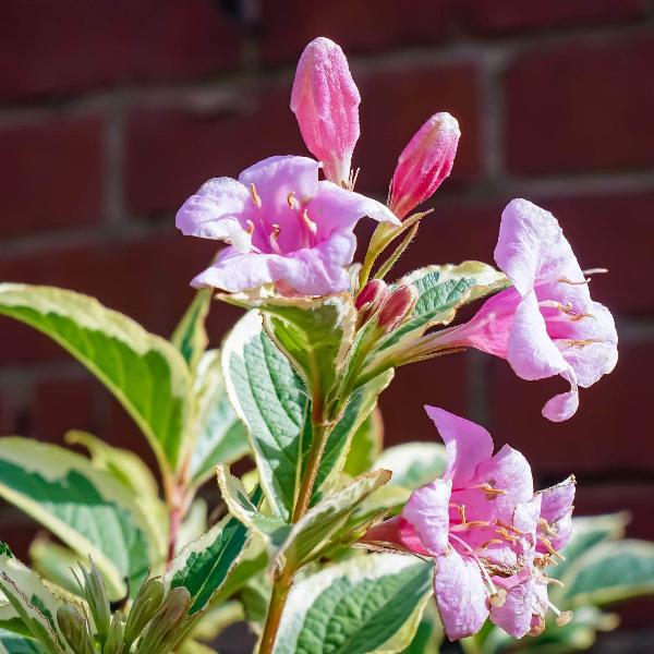 AcquaGarden Outdoor Plants Weigela 'Nana Variegata'