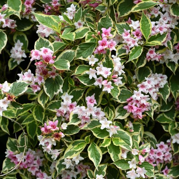 AcquaGarden Outdoor Plants Weigela 'Nana Variegata'