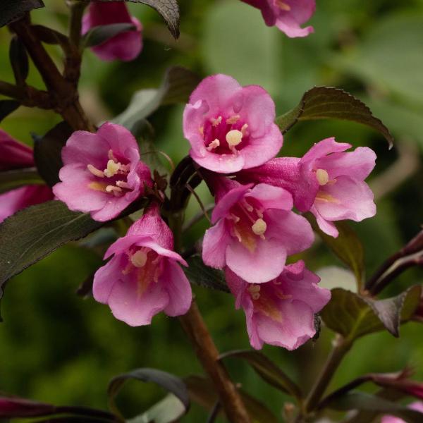 AcquaGarden Outdoor Plants Weigela 'Victoria'