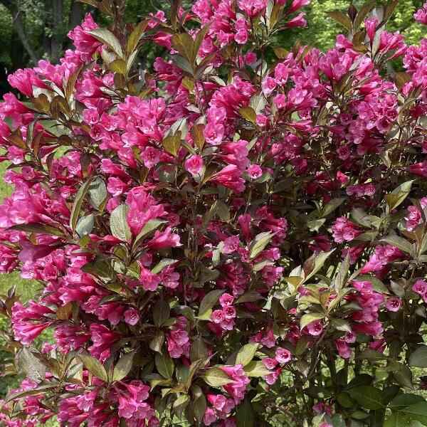 AcquaGarden Outdoor Plants Weigela 'Victoria'