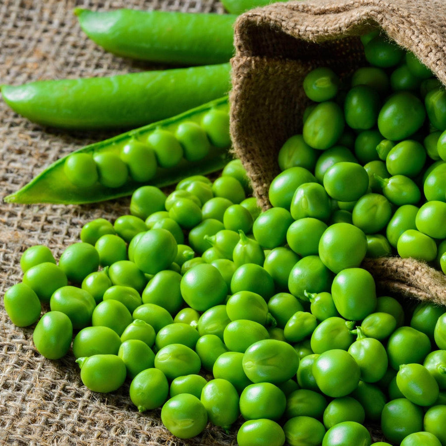 AcquaGarden Peas 'Petit Pois'