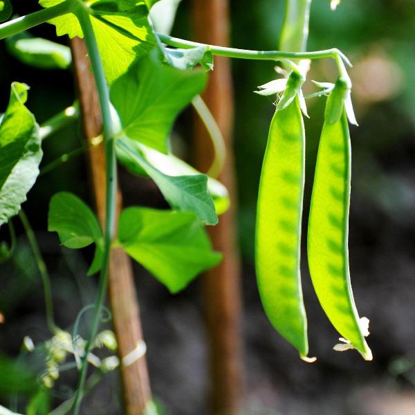 AcquaGarden Peas 'Sugar Snap'