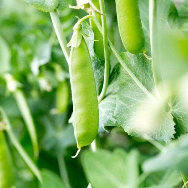 AcquaGarden Peas 'Twinkle'