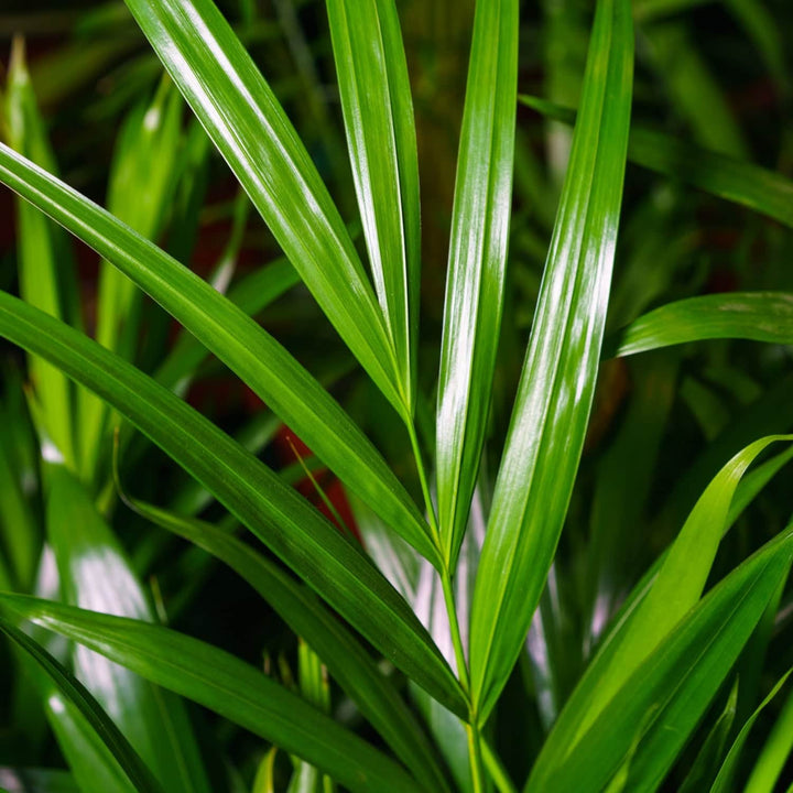 AcquaGarden Plants Areca Palm (Dypsis lutescens) Butterfly Palm