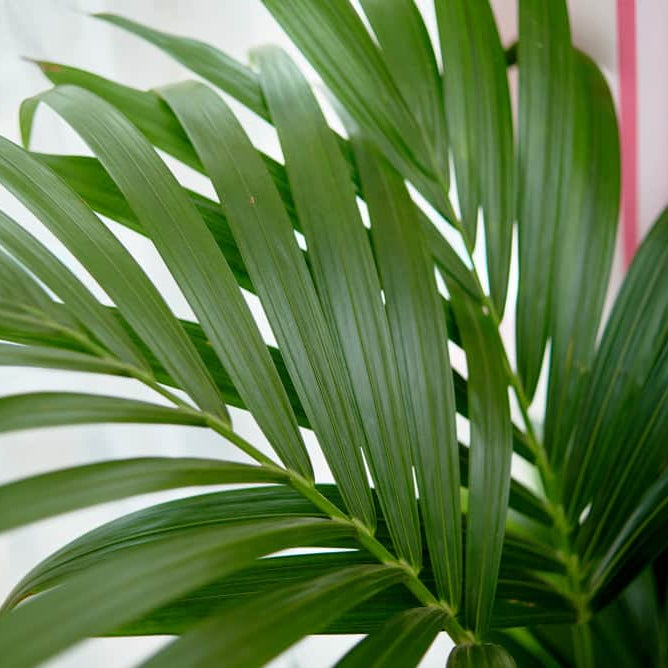 AcquaGarden Plants Areca Palm (Dypsis lutescens) Butterfly Palm
