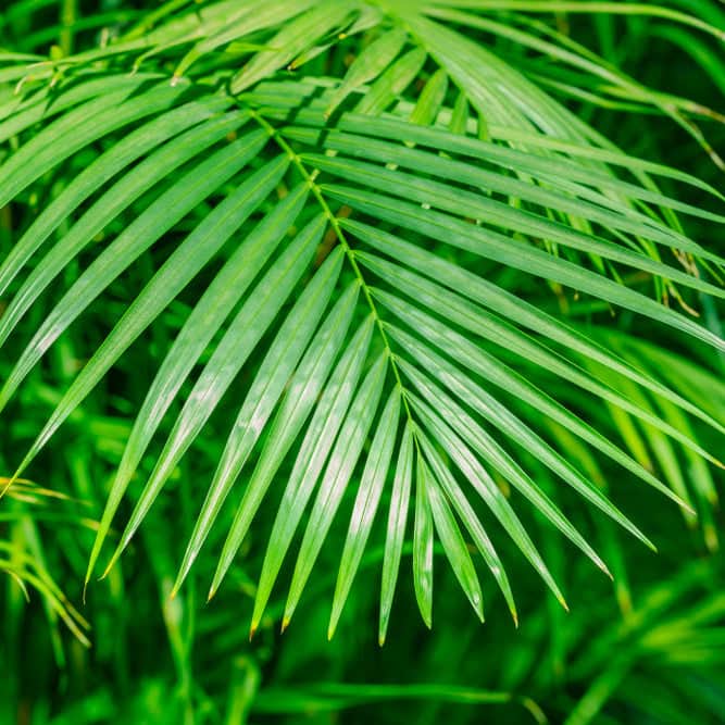 AcquaGarden Plants Areca Palm (Dypsis lutescens) Butterfly Palm