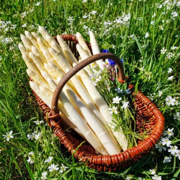 AcquaGarden Plants Asparagus 'Vittorio'