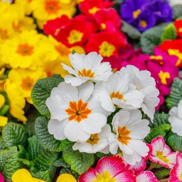 AcquaGarden Plants Bedding Plants Mega-Pack 1 – Mixed Varieties - 96 x Full Plants