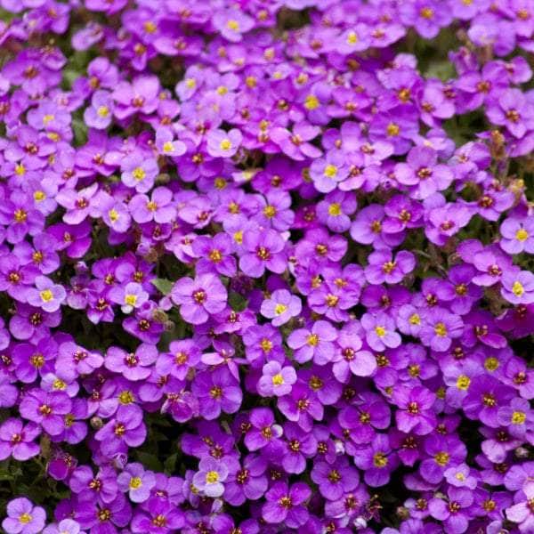 AcquaGarden Plants Bedding Plants Mega-Pack 2 – Mixed Varieties - 96 x Full Plants