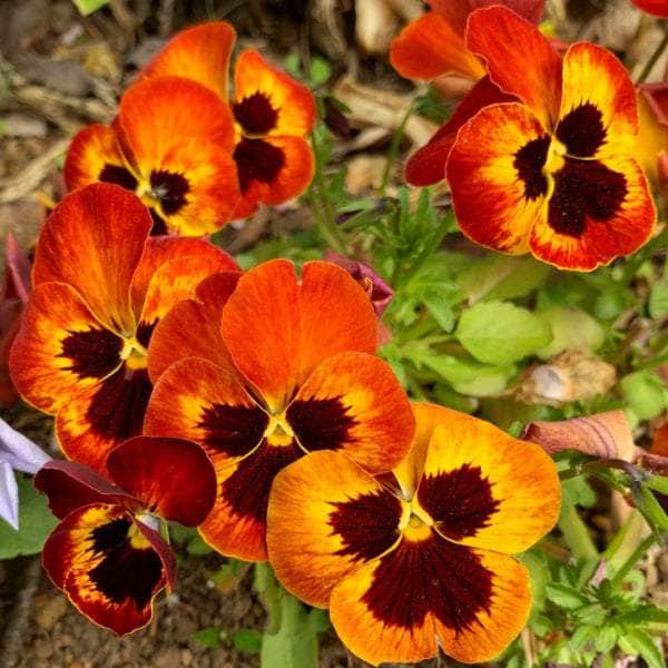 AcquaGarden Plants Bedding Plants Mega-Pack 2 – Mixed Varieties - 96 x Full Plants