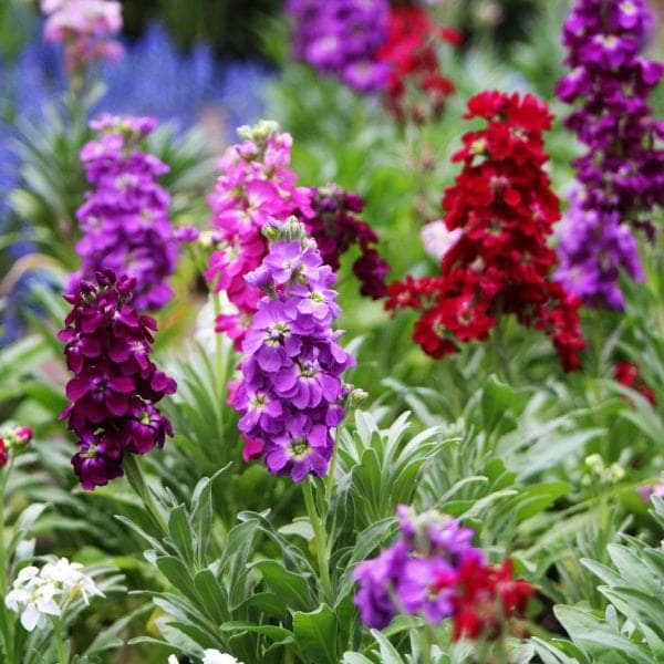 AcquaGarden Plants Bedding Plants Mega-Pack 3 – Mixed Varieties - 96 x Full Plants