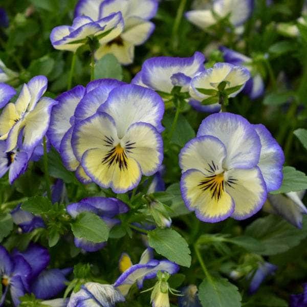 AcquaGarden Plants Bedding Plants Mega-Pack 3 – Mixed Varieties - 96 x Full Plants