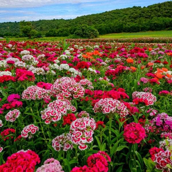 AcquaGarden Plants Bedding Plants Mega-Pack 3 – Mixed Varieties - 96 x Full Plants