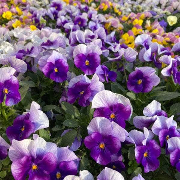 AcquaGarden Plants Bedding Plants Mega-Pack 4 – Mixed Varieties - 96 x Full Plants