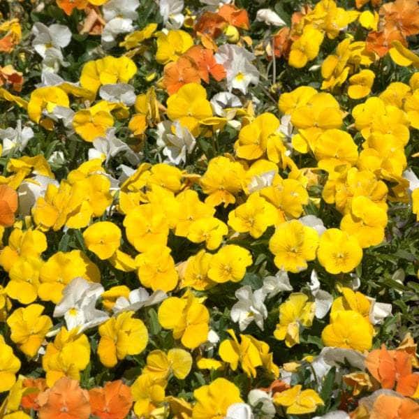 AcquaGarden Plants Bedding Plants Multi-Pack 2 – Mixed Varieties - 60 x Full Plants