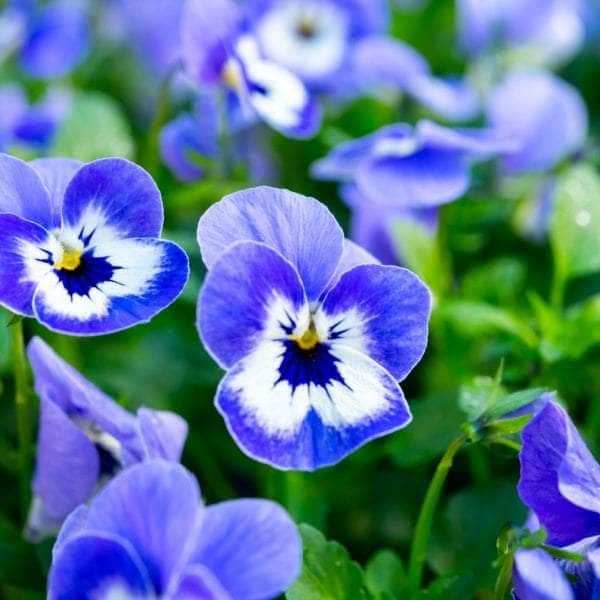AcquaGarden Plants Bedding Plants Multi-Pack 2 – Mixed Varieties - 60 x Full Plants