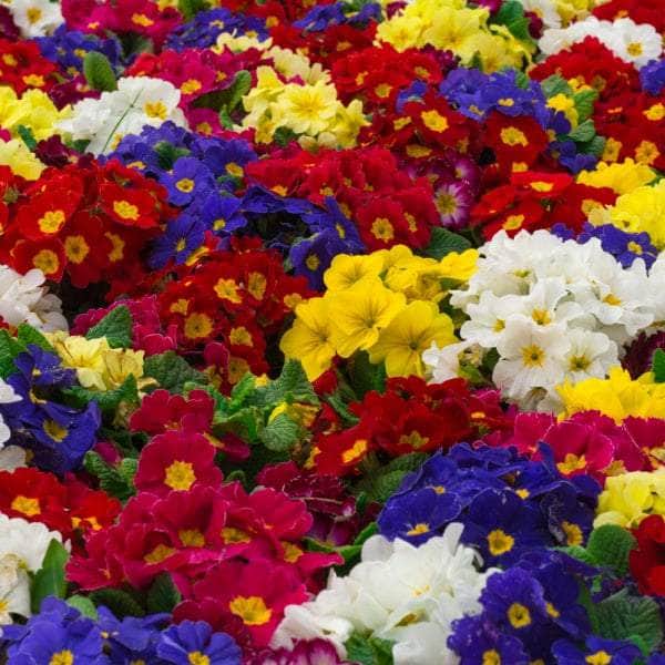 AcquaGarden Plants Bedding Plants Multi-Pack 3 – Mixed Varieties - 60 x Full Plants
