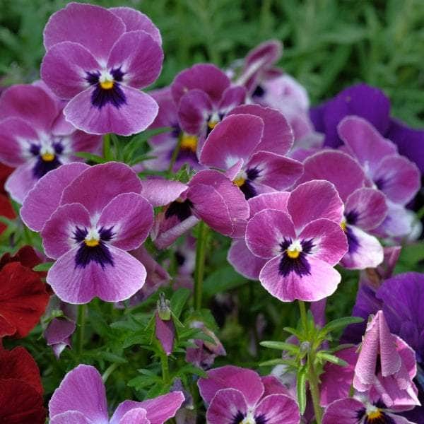 AcquaGarden Plants Bedding Plants Multi-Pack 3 – Mixed Varieties - 60 x Full Plants