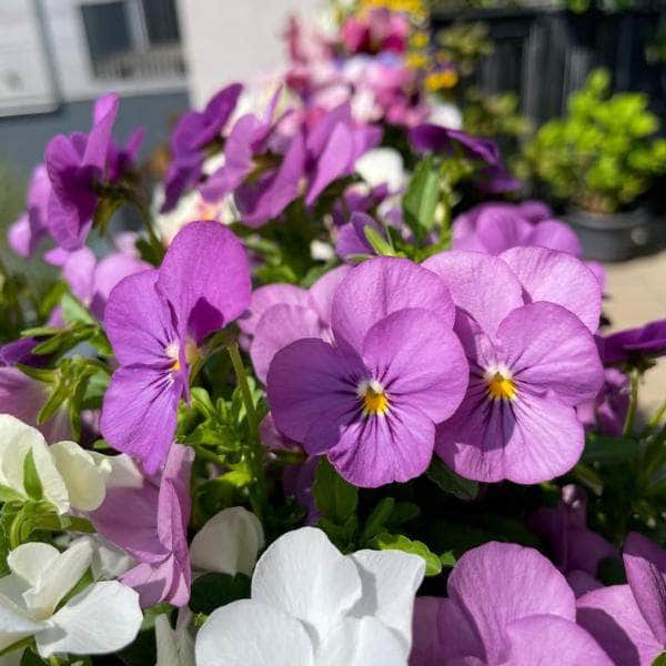 AcquaGarden Plants Bedding Plants Multi-Pack 3 – Mixed Varieties - 60 x Full Plants