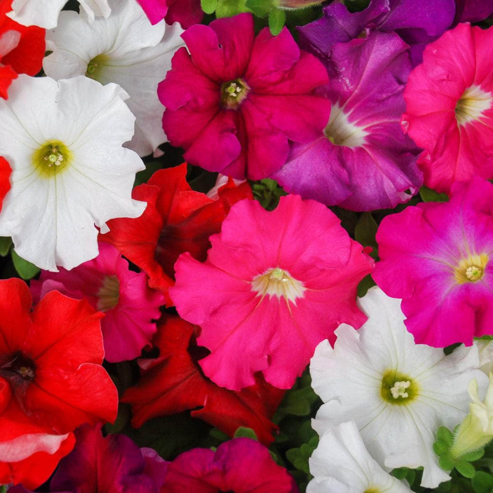 AcquaGarden Plants Bedding Plants Multi-Pack 4 – Mixed Varieties - 60 x Full Plants