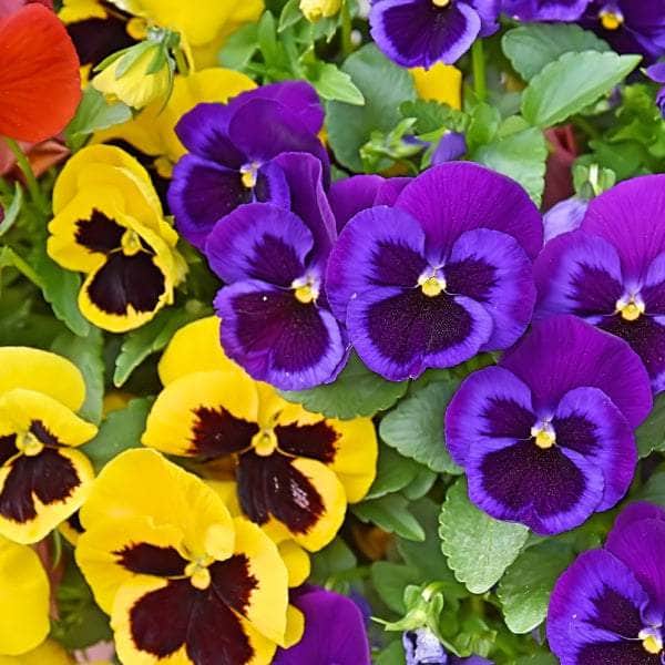 AcquaGarden Plants Bedding Plants Multi-Pack 4 – Mixed Varieties - 60 x Full Plants