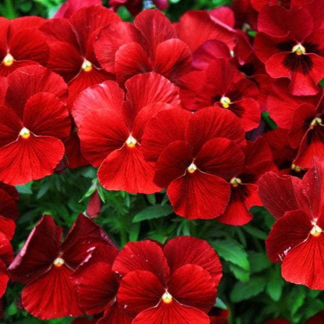 AcquaGarden Plants Bedding Plants Multi-Pack 5 – Oranges, Reds & Yellows Pansy Mix - 60 x Full Plants