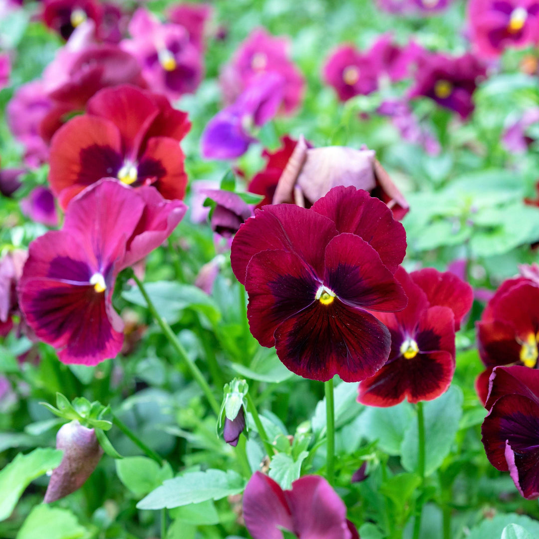 AcquaGarden Plants Bedding Plants Multi-Pack 8 – Purples & Reds Pansy Mix - 60 x Full Plants