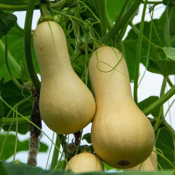 AcquaGarden Plants Butternut Squash