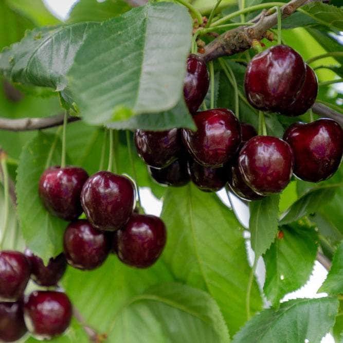 AcquaGarden Plants Cherry 'Sunburst' Tree