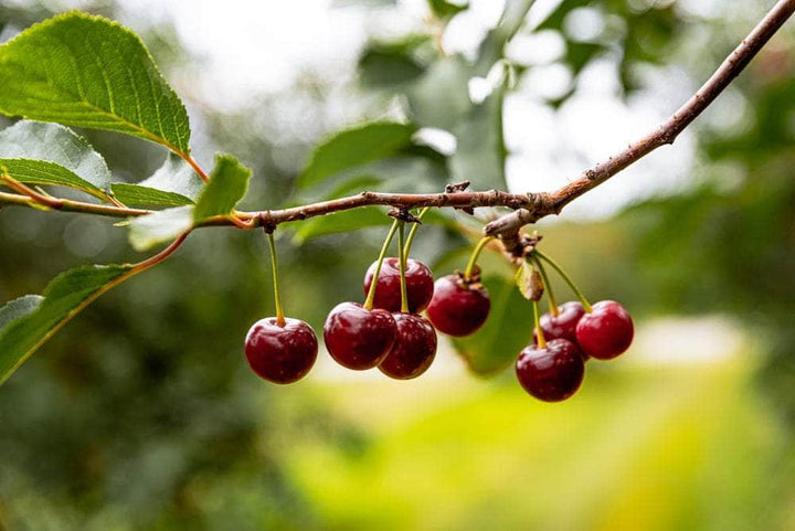 AcquaGarden Plants Cherry 'Sunburst' Tree