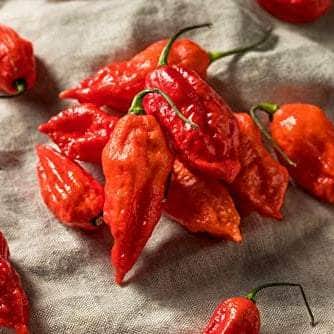 AcquaGarden Plants Chilli 'Ghost' Pepper