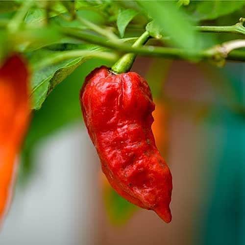 AcquaGarden Plants Chilli 'Ghost' Pepper