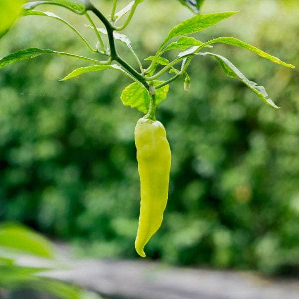 AcquaGarden Plants Chilli 'Hungarian Hot wax'